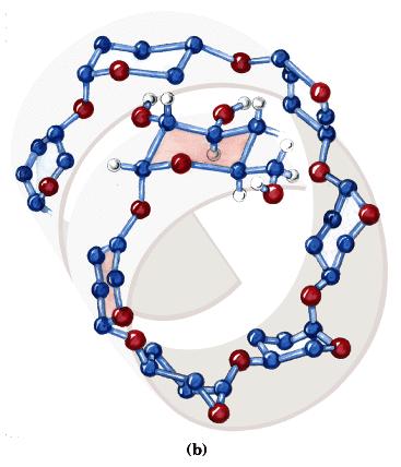 Conformação mais estável da amilose é em curva UEAP