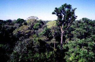 2 ECOLOGIA O QUE A ECOLOGIA ESTUDA? A floresta Amazônica apresenta uma vegetação riquíssima. E a variedade de animais também é enorme.