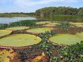 4 HABITAT O habitat é o lugar na natureza onde uma espécie vive.