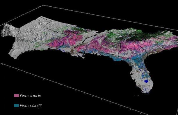 Coníferas Exóticas Inicio década de 1960, Exaustão das Florestas de Araucaria Inicio dos plantios de