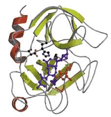 Estrutura Molecular: A grande maioria das enzimas são Proteínas Globulares.