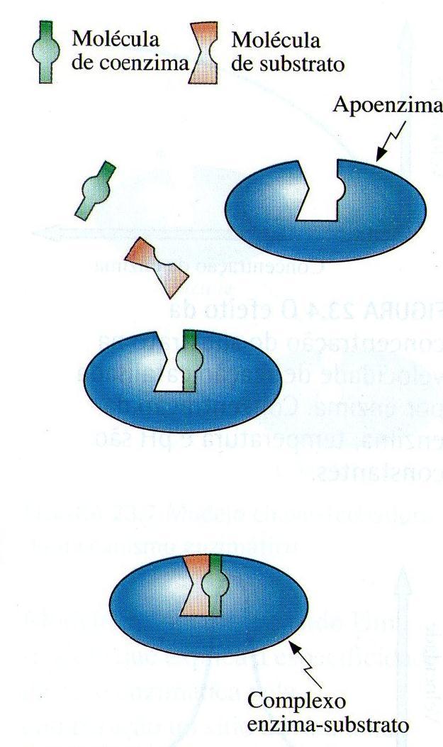 Terminologias: Enzima: