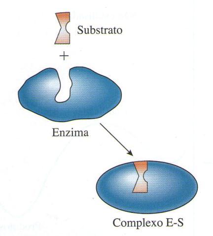 Mecanismos de ação enzimática: Modelo do ajuste induzido: este modelo é confirmado quando se