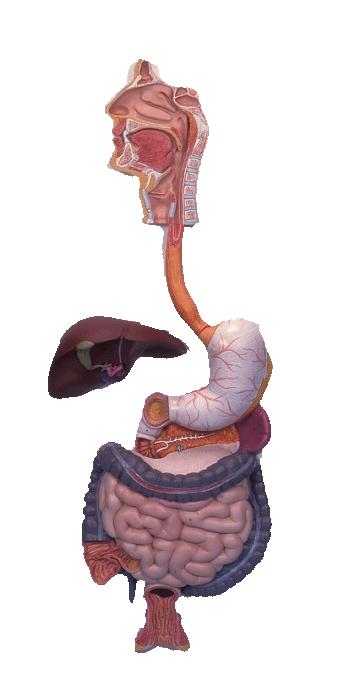 Ação das enzimas no aparelho digestório Boca: ph= 7,0 amido maltose amilase sacarose / lipídeos proteínas / DNA / RNA Esôfago: trânsito dos alimentos