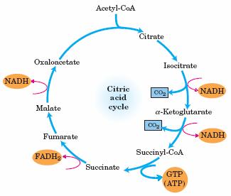 Saldo do ciclo de Krebs: C 2, NADH, FADH 2 e GTP Um alto valor da