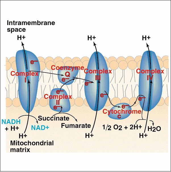 FSFRILAÇÃ XIDATIVA xidação do NADH: NADH NAD + + H + + 2 e - Redução do 2 : ½ 2 + 2 e - + 2 H + H 2 Cadeia transportadora de elétrons: Citocromos (proteínas) realizam o transporte de