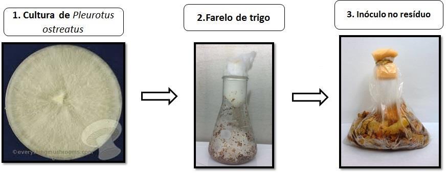 17 Figura 11- Preparo do substrato: Os resíduos são secos em estufa (1), triturados (2) e acondicionados em sacos de polipropileno (3).