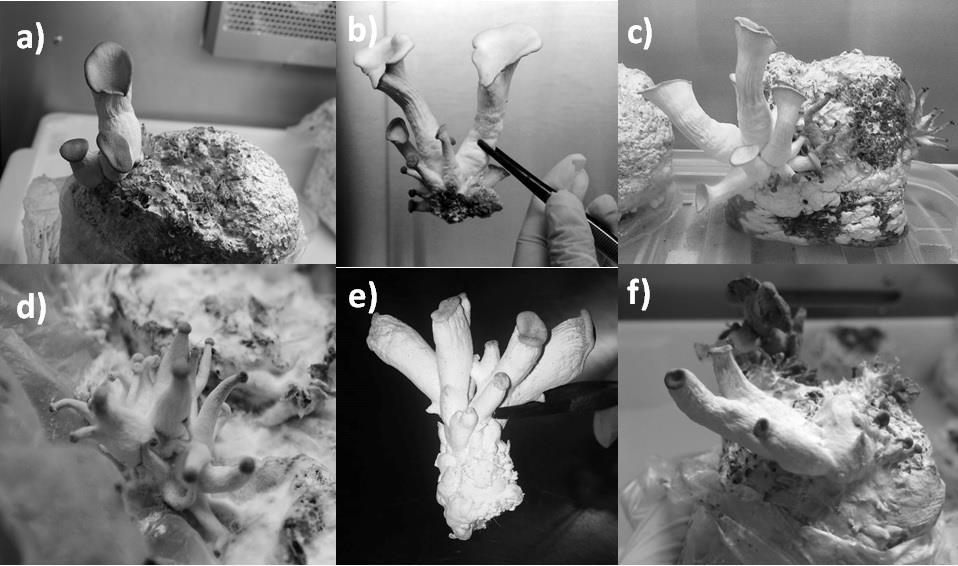 26 3.3 Produção de Cogumelos Para avaliar qual dos resíduos de feira era o mais adequado para o cultivo e produção de cogumelos por Pleurotus ostreatus foram utilzados os índices de eficiência