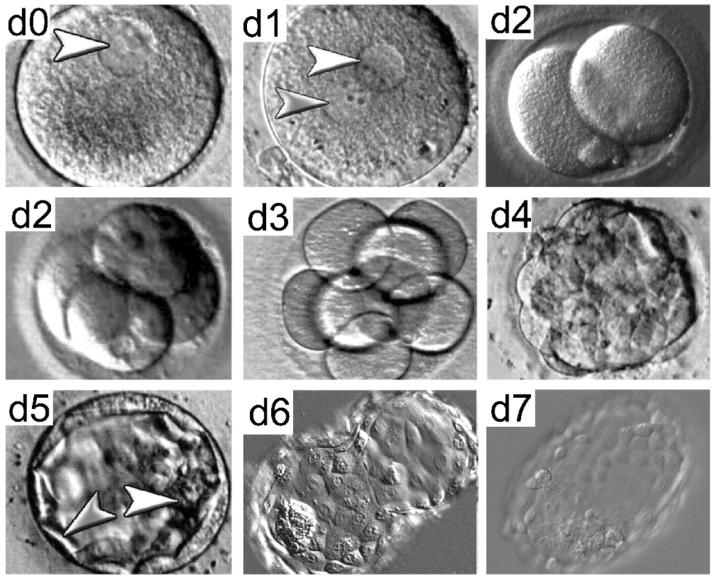 Stages of human pre-implantation embryo development. Kathy K. Niakan et al.