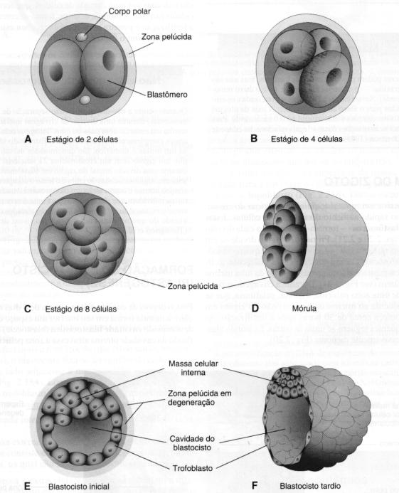 27/06/17 Formação da mórula ocorre na tuba uterina Estágio de 2-32 células Estágio 1 1º.