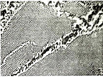 Capítulo 2 Revisão Bibliográfica 18 Figura 3 Micrografia de um ferro fundido branco hipoeutético.