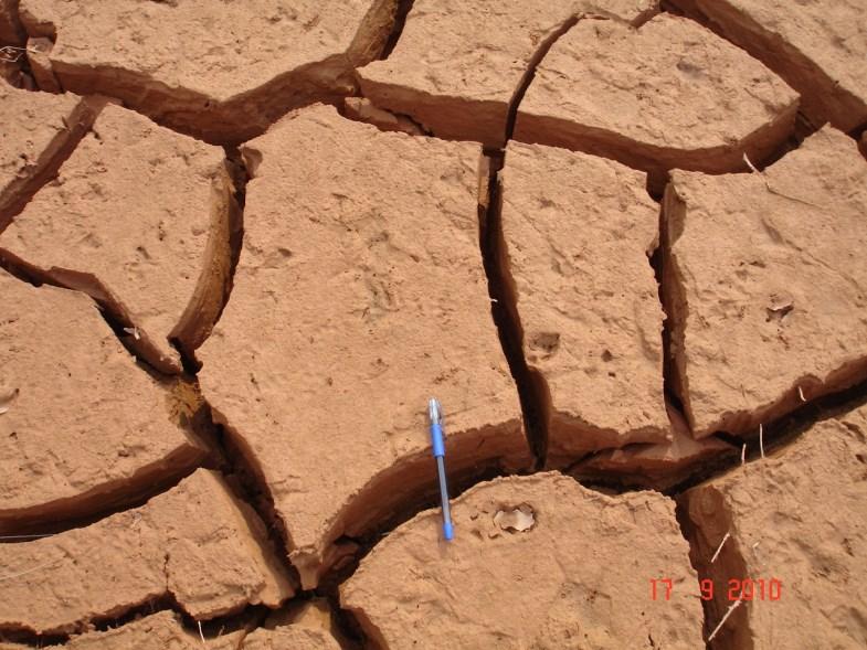 radicular e redução na absorção de água e nutrientes pelas plantas, e aumenta o escorrimento superficial devido à menor taxa de infiltração de água no solo, aumentando o processo erosivo. Figura 8.