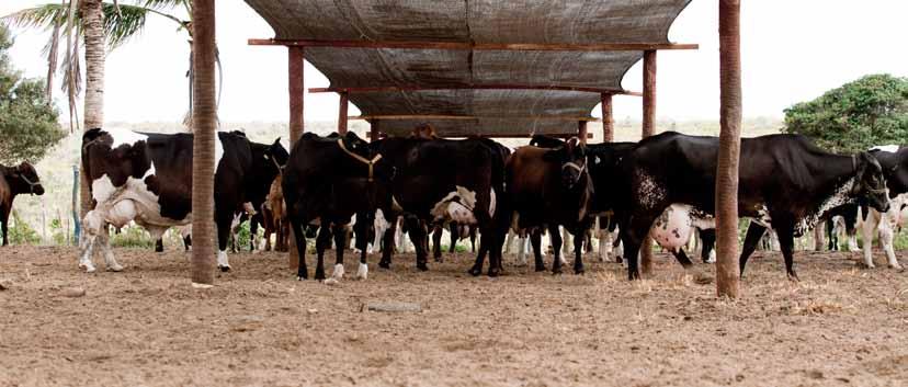 CAMINHOS PARA A SUSTENTABILIDADE NA PRODUÇÃO LEITEIRA DENTRO DA PORTEIRA Sistemas de produção de leite em todo mundo precisam ser capazes de combinar rentabilidade com responsabilidade para garantir