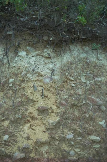 Foto 67 Nesse solo lixiviado sobre arenito, temse: acumulação de matéria orgânica na superfície () (horizonte preto), lixiviação acentuada de argila e de ferro () (horizonte claro), pequena