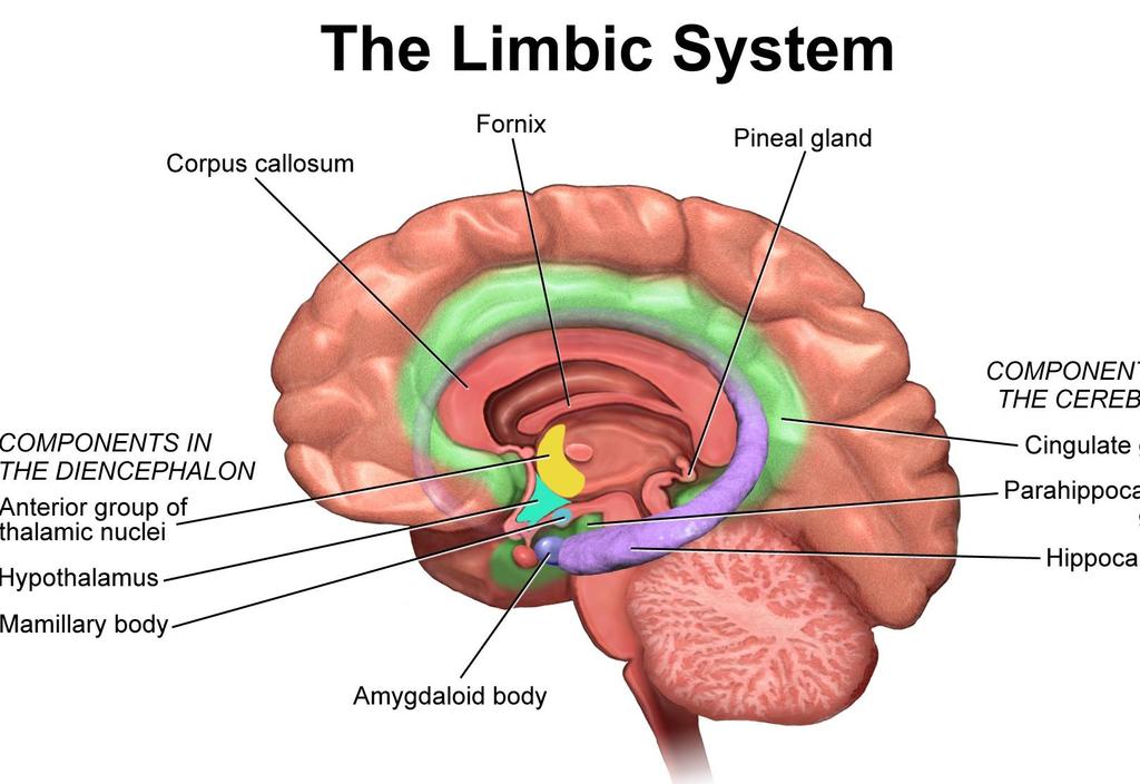 SISTEMA LÍMBICO PINEAL ou EPÍFISE PORÇÃO ANTERIOR do