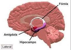 * Hipocampo: Envolvido com os fenômenos da memória de longa