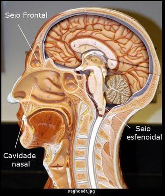 Sistema límbico e