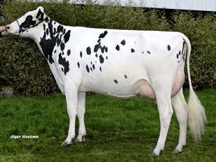 0 DUTCH BOY Um genómico campeão em Tipo Dos famosos TOULOUSE e ROSIERE (CABON) O melhor filho do GOLDWIN em