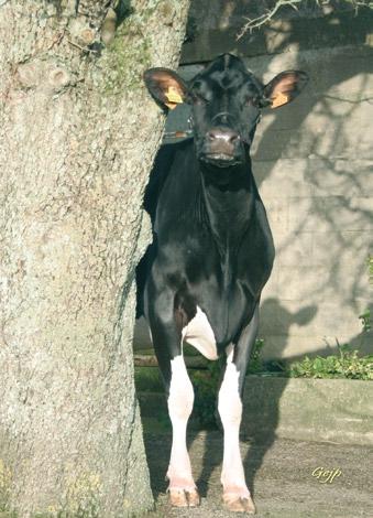 Your beef and dairy partner Nuestra selección en raza Holstein CRÉAVIA : el mayor esquema genético francés SERSIA FRANCE se apoya en el aprovechamiento conjunto de los recursos de 4 unidades de