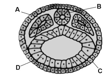 LINHARES, Sérgio & GEWANDSZNAJDER, Fernando. Biologia Hoje - Os Seres Vivos. 6. ed. São Paulo: Ática, 1997. v. 2. p. 129.