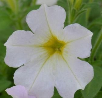 PETUNIA LITTLE PRIMAVERA