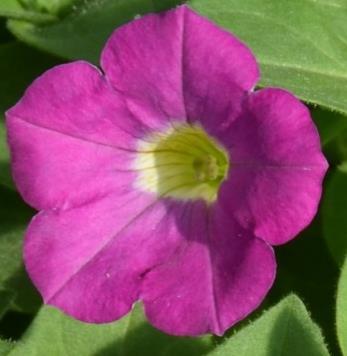 Small size flowers.