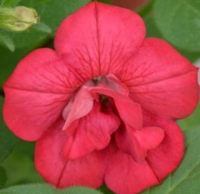 Seleção de petunias de flor dupla