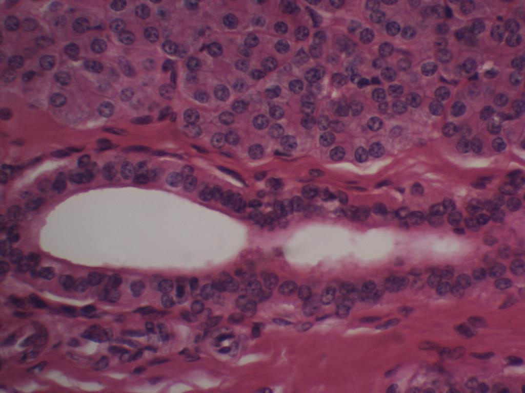 52 Ducto extra lobular, interlobular ou excretor Figura 8.5. Corte de glândula salivar parótida.