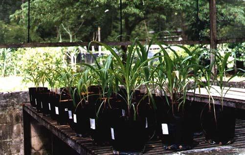 Foto 3 Em primeiro plano, ensaios com fertilizante químico; na parte intermediária, com a fração fina de britagem e em último plano o solo virgem.
