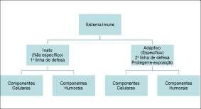 memória imunológica Mediadores Solúveis (humorais / sistema complemento) e Celulares (Fagócitos, Cels. NK, etc.