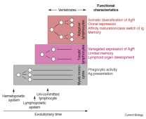 Figure 1. Successive evolutionary emergence of myeloid and lymphoid cell types underlying the cellular arms of metazoan immune systems. Figure 1.