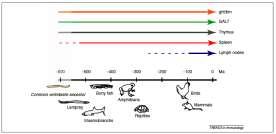 General hematopoietic tissues (ght) in lower vertebrates are considered to be homologous to the bone marrow (bm) in tetrapods.