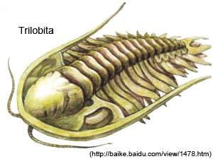 Se ao observarmos um fóssil de trilobita este apresentar-se totalmente quebrado, com as partes do seu corpo separadas e com marcas intensas de atrito, podemos constatar que: 1) O animal morreu em