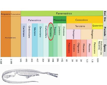 TABELA DO TEMPO GEOLÓGICO em milhões de anos (modificado de Gradstein & Ogg, 1996 in Decifrando a Terra) Esqueleto de Mesosaurus, animal que viveu durante o Permiano Superior (Benton, 2005) Com isso