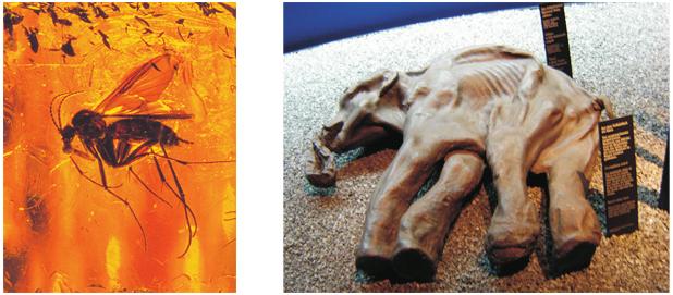 Os restos são caracterizados por partes preservadas dos seres vivos, podendo ser partes duras (esqueleto e conchas) ou partes moles (órgãos e articulações).