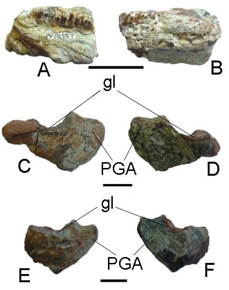 Estas estão localizadas na metade anterior do teto craniano, embora próximas da linha da metade do comprimento do crânio. Um forâmen pineal é visível no bordo medial do parietal.