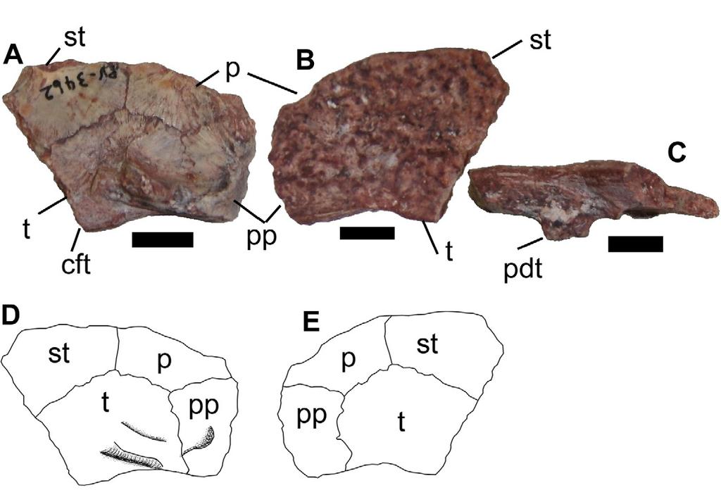 Um segundo exemplar (MCN-PV3462) é um pequeno fragmento de crânio, contendo porções dos ossos tabular, supratemporal, parietal e pos-parietal (Fig. 14).