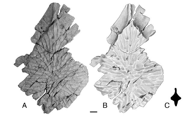 Figura 15 - UFRGS PV 1059 T, interclavícula parcial de mastodonsauróide da Formação Caturrita. Em A, fotografia do espécime; em B, desenho interpretativo; em C, formato estimado.
