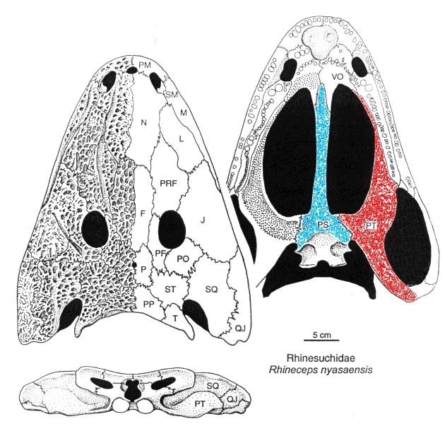 logia dos ossos do palato, vários autores argumentam que os temnospôndilos abrigam os ancestrais diretos dos anfíbios atuais (Milner, 1988, 1990; Trueb & Cloutier, 1991; Bolt, 1991).