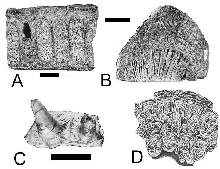 Figura 2 - Dentes labirintodontes.