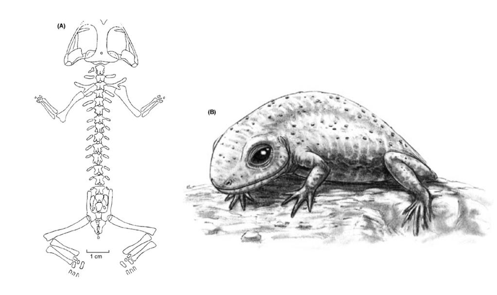 dagascar, considerado um elo perdido entre os anfíbios basais e os Anura (Estes & Reig, 1973). Dentre as salamandras, os mais antigos representantes conhecidos são Karaurus sharovi (Fig.