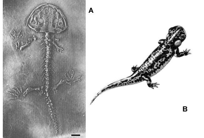 Figura 4 - Fotografia do esqueleto de Karaurus sharovi, uma salamandra do Jurássico (retirado de Carroll, 1988). Escala = 1 cm. Reconstrução obtida em: http://venado.conce.plaza.