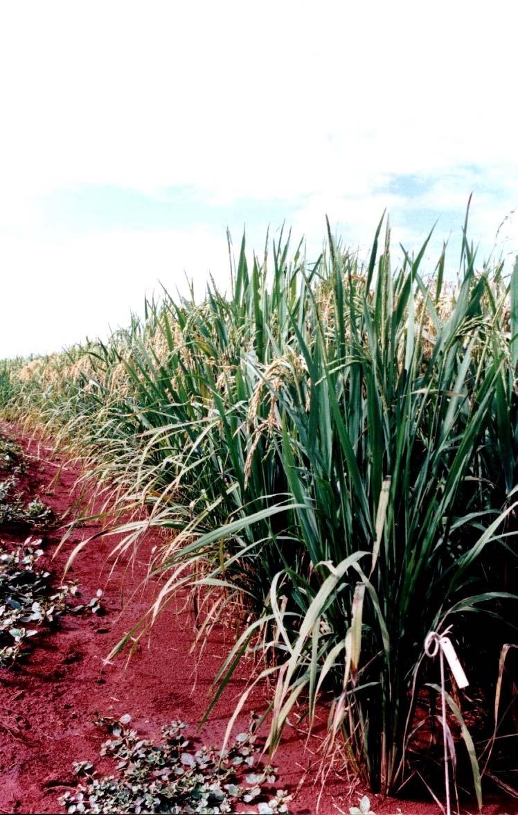 O Melhoramento Convencional do Arroz de Terras Altas no Brasil Início: 1938 (IAC) Início dos trabalhos da Embrapa