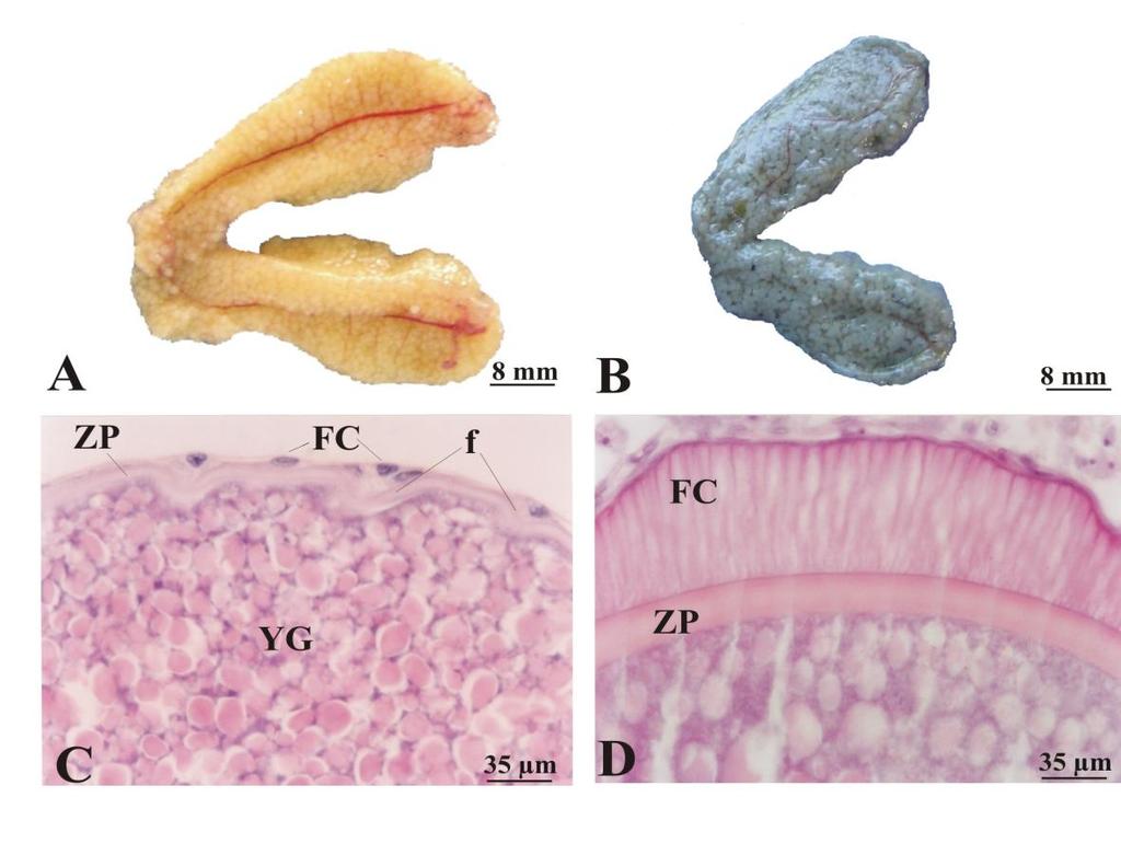 Figure 1: Ovaries of genera Incertae Sedis in Characidae: Mature ovaries of T. guenteri (A) and A. fasciatus (B) with yellowish and grayish coloured vitellogenic oocytes.