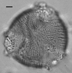 1 Main pollen types in samples of Melipona scutellaris