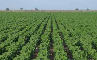 o clima é mais estável e as condições físicas e químicas dos solos são mais adequadas ao cultivo, os produtores adotam mais este sistema de manejo, o qual racionaliza os recursos e aumenta a