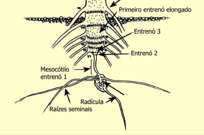 nós Raízes primárias ou seminais: 2