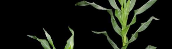 Fase vegetativa de milho V1: folha 1, com