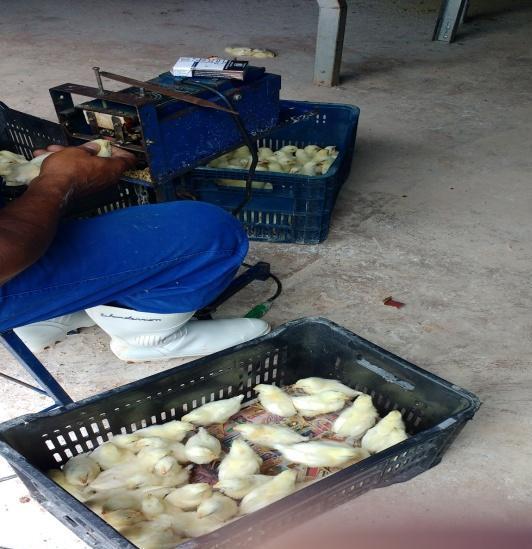 quantidade de ração nos primeiros dias para evitar contanto com fundo do comedouro e evitar manejar as aves, evitando assim, estressá-las.