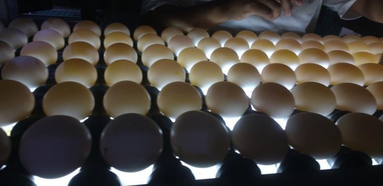 Após a pesagem os ovos são colocados nas bandejas, chegando por esteiras aos funcionários para o encaixotamento.